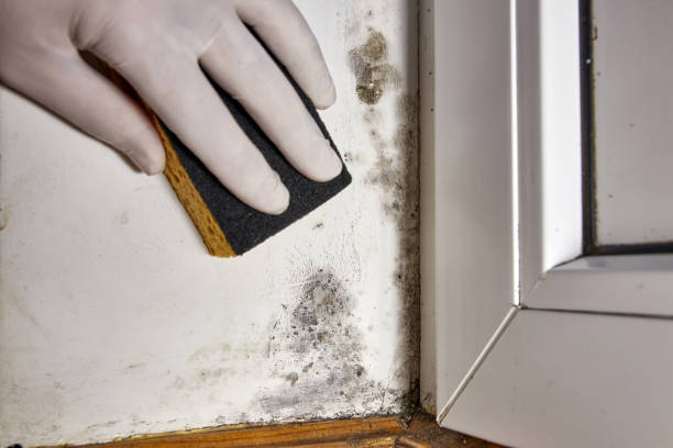 Best Forensic Mold Investigation  in USA